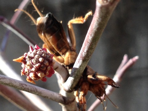 百舌鳥の「はやにえ」 : 齊藤卓治 紙の昆虫たちの世界