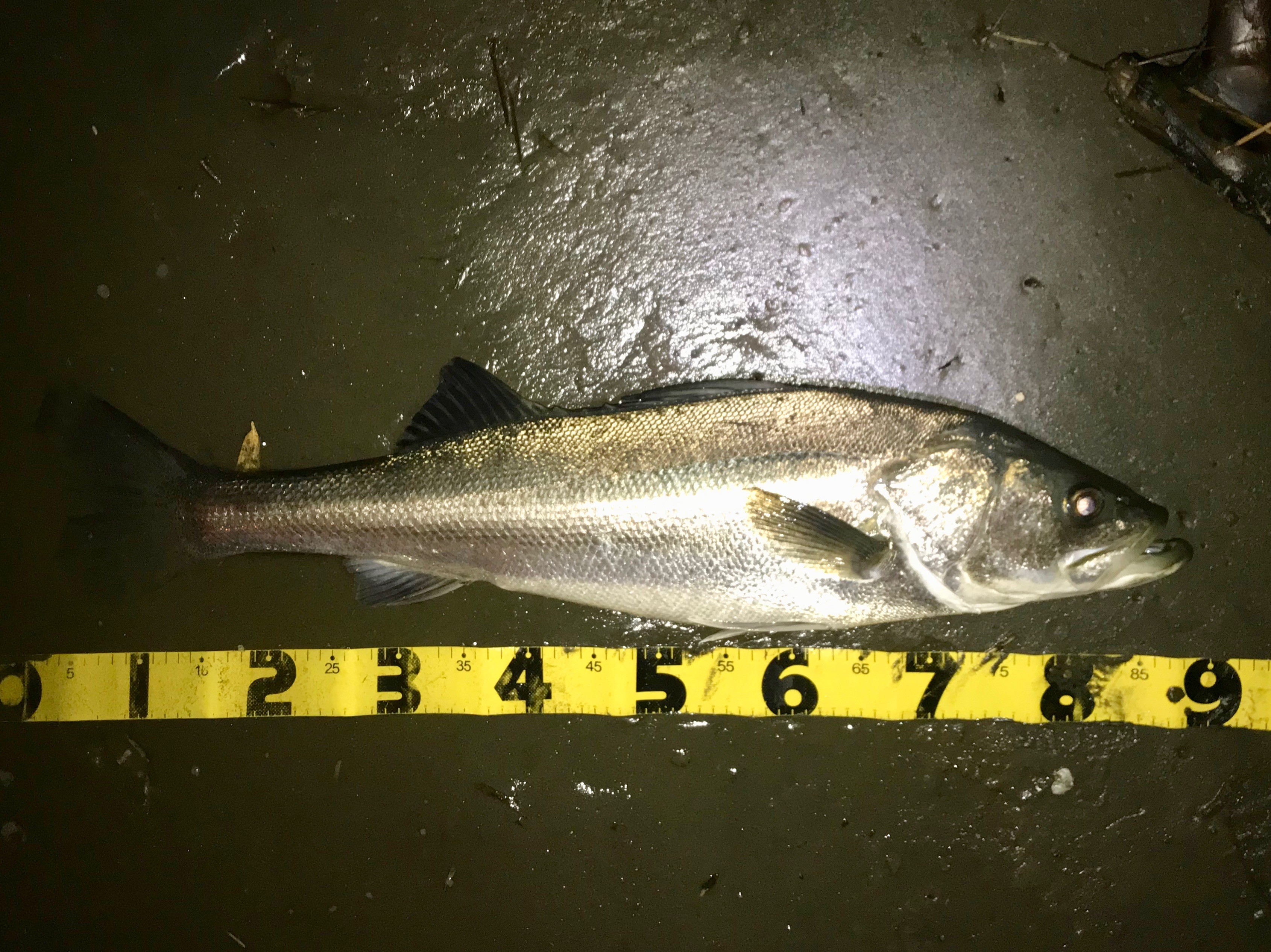 千葉の外房河川 ９０アップのランカーシーバス 千葉 外房 シーバスとハンドメイドルアー 自作ルアー ドンファン