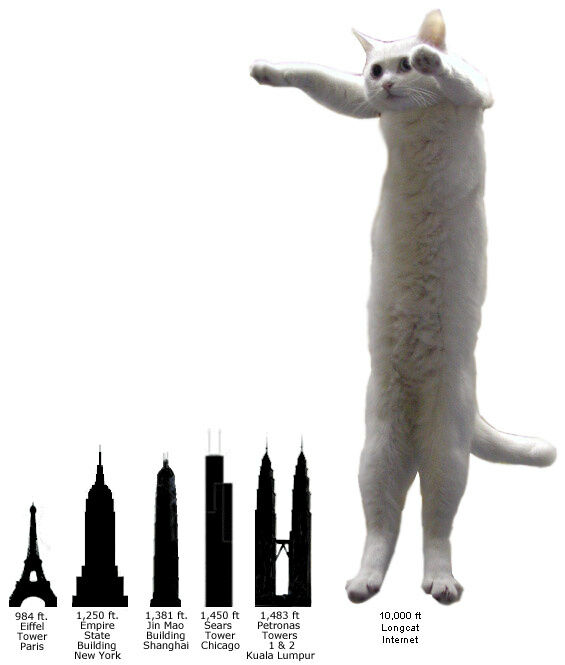 社会 のびーるたん Longcat コラ画像で世界的人気 胴が長すぎる猫 シロ 天国へ ネコのニュースまとめ屋さん