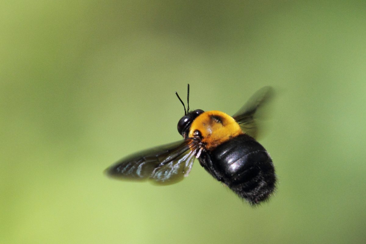 クマンバチとかいうめたっくそかわいいハチ ハリネズミまとめ