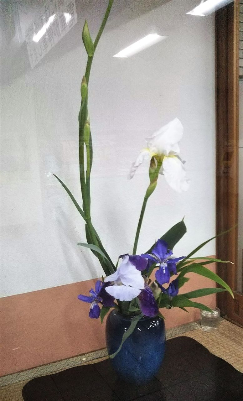 夏の花日記 いちはつの花咲き出でて Npブログ Leitmotiv 言葉 論理 主題連鎖への旅