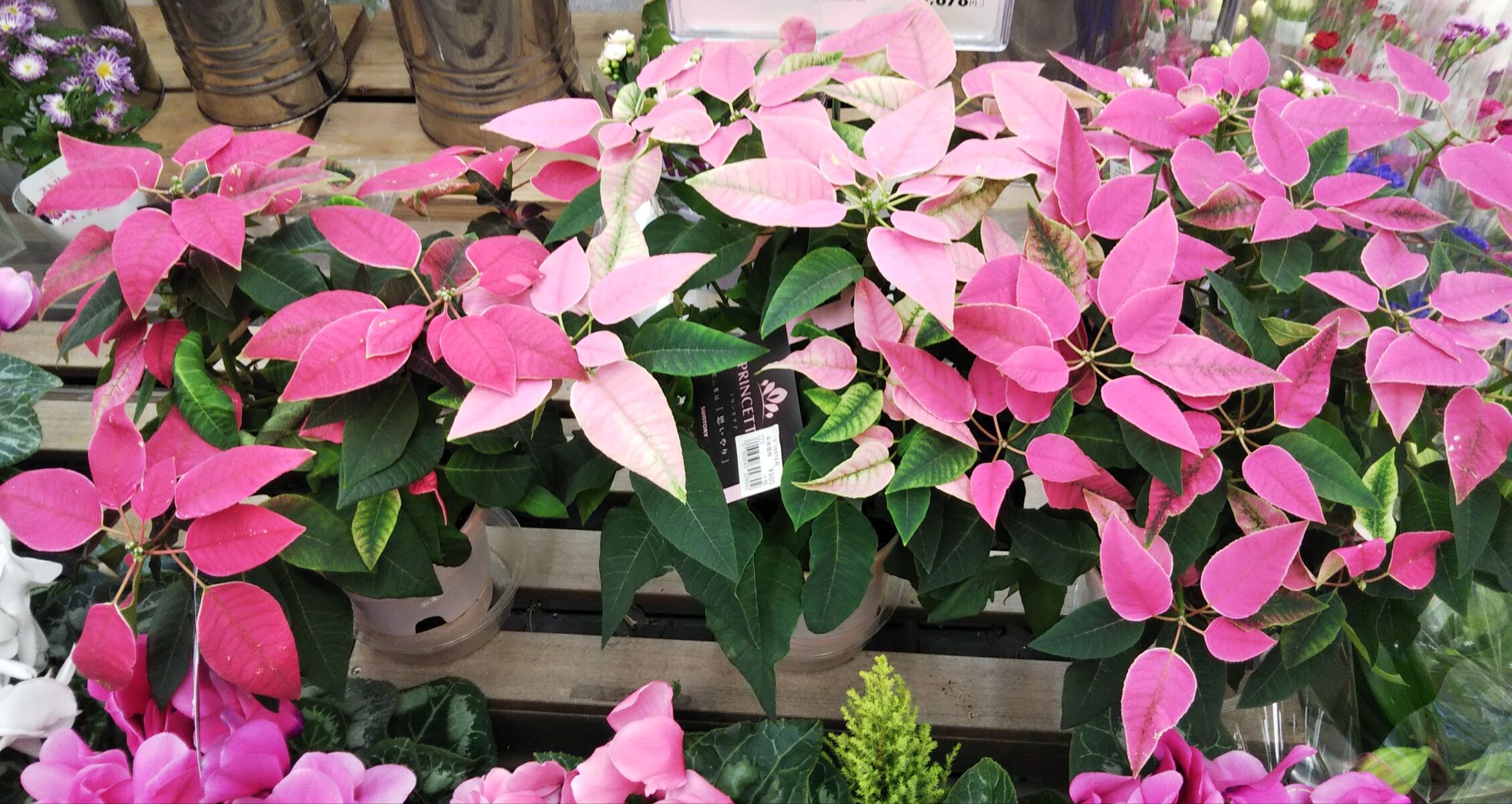 プリンセチア ポインセチア Npブログ Leitmotiv 言葉 論理 主題連鎖への旅