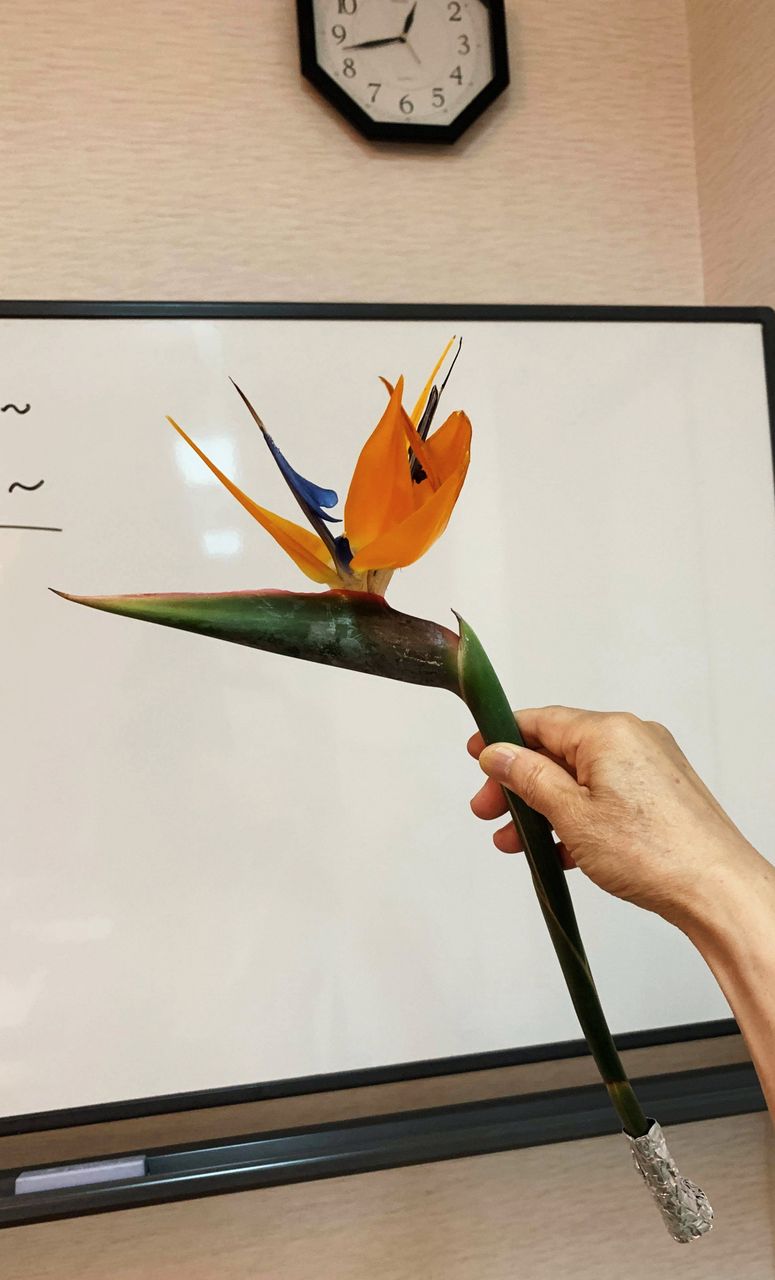 ストレリチア 奎句会にて Npブログ Leitmotiv 言葉 論理 主題連鎖への旅