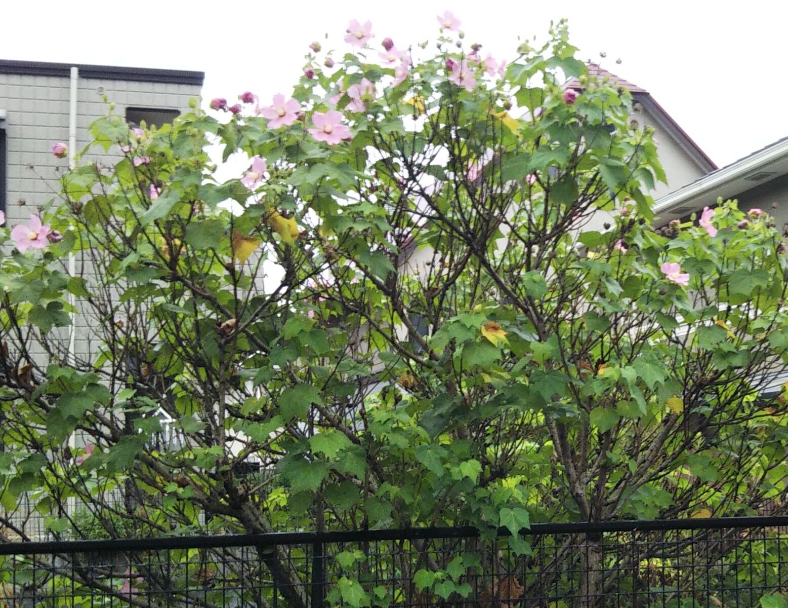 生け花と祝いの花と垣根の花 己の花の過ぎて気付けり Npブログ Leitmotiv 言葉 論理 主題連鎖への旅