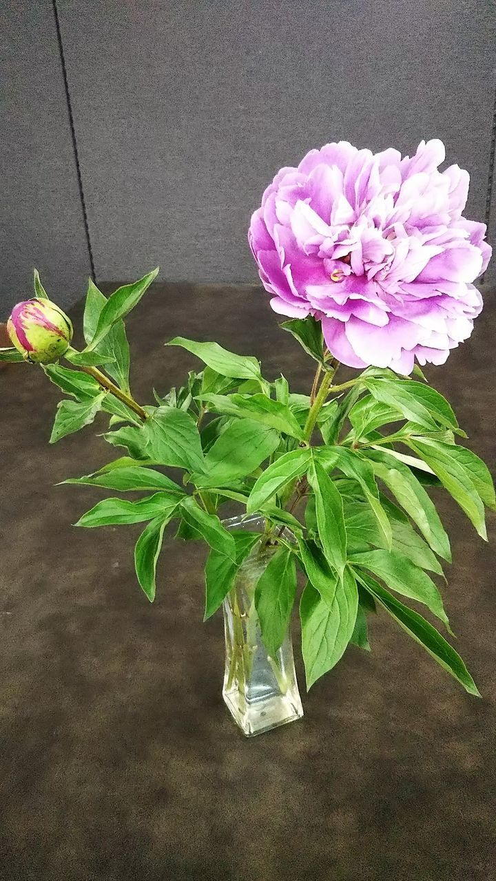 夏の花日記 芍薬 観察始末記と 花より男子 Npブログ Leitmotiv 言葉 論理 主題連鎖への旅 夏の花日記 芍薬 観察始末記と 花より男子 Npブログ Leitmotiv 言葉 論理 主題連鎖への旅