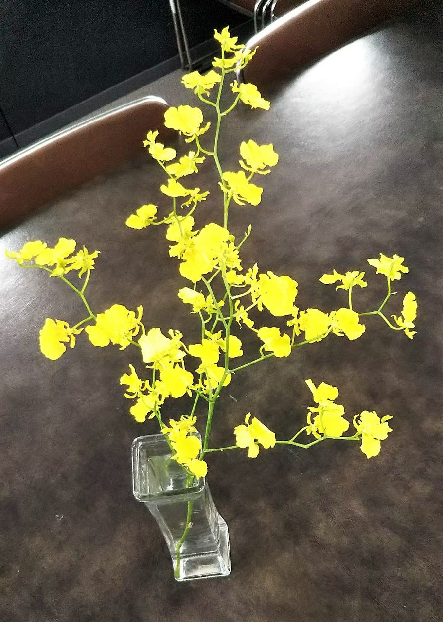 夏の花日記 オンシジウム 恩知自有無 Npブログ Leitmotiv 言葉 論理 主題連鎖への旅