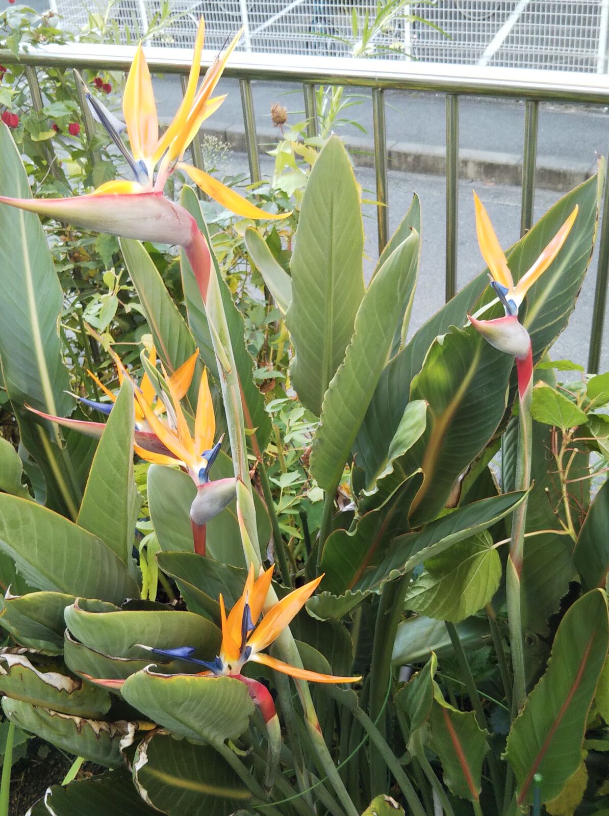 21年10月 Npブログ Leitmotiv 言葉 論理 主題連鎖への旅