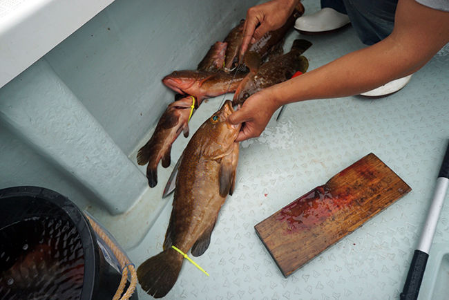 一つテンヤキジハタ Keep Casting Leon S Style Fishing