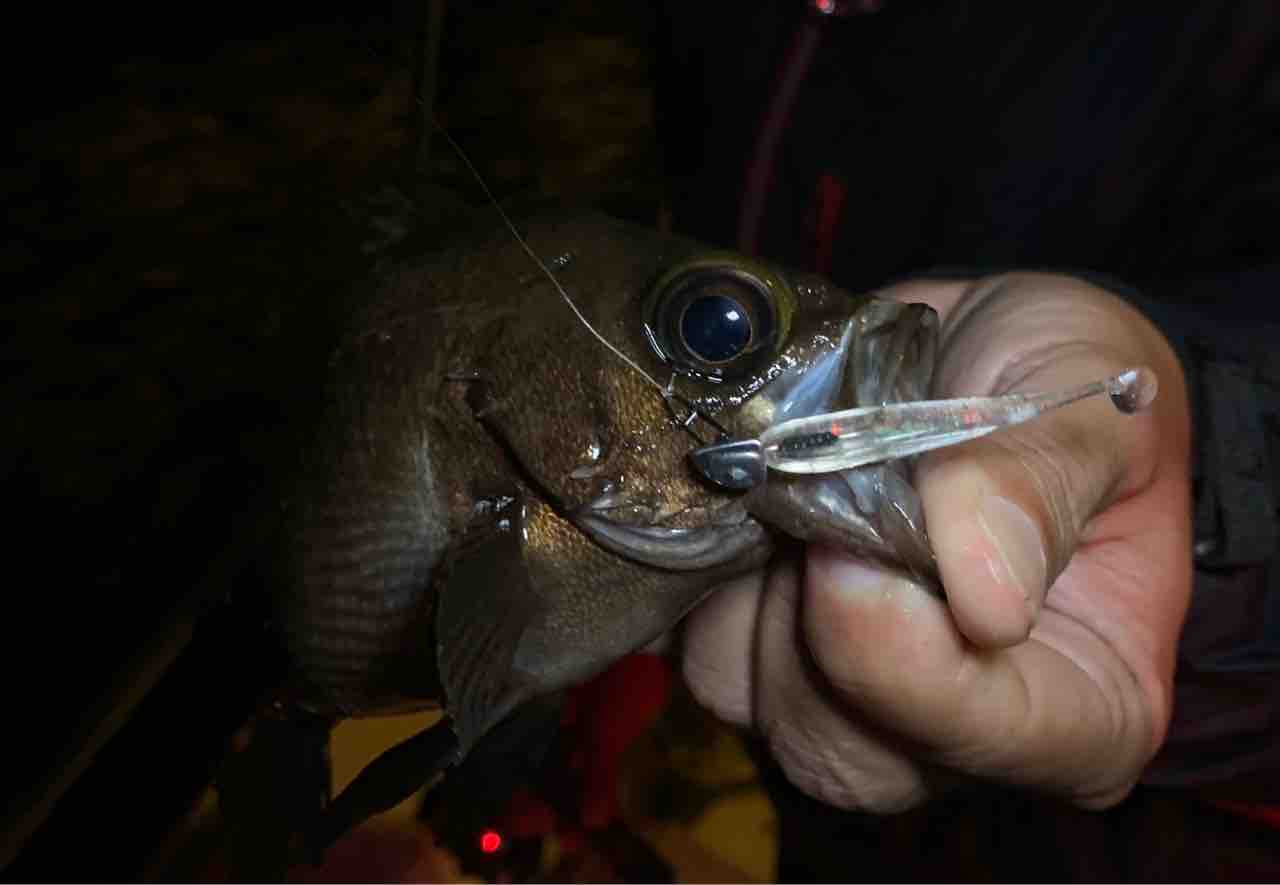 スマホ用リングライト 釣り写真にバッチリ Keep Casting Leon S Style Fishing スマホ用リングライト 釣り写真にバッチリ Keep Casting Leon S Style Fishing