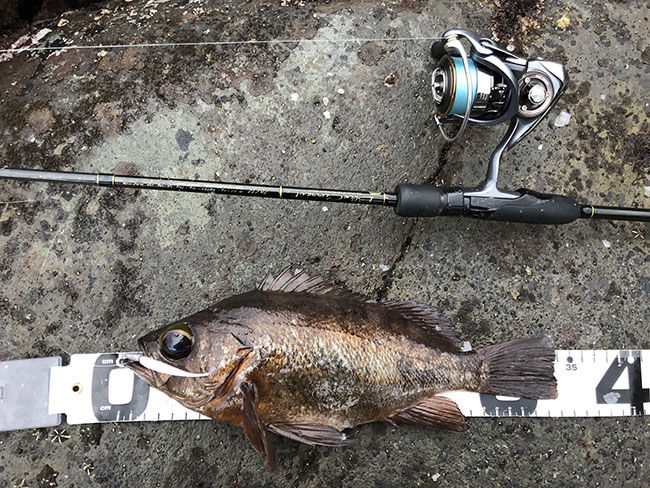 堤防から超絶bigメバルを捕獲 ユーザー投稿 Keep Casting Leon S Style Fishing