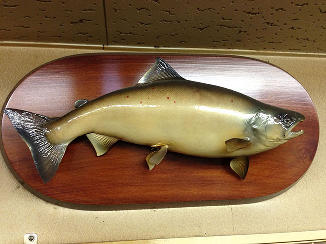 プロショップバク 剥製編 Keep Casting Leon S Style Fishing プロショップバク 剥製編 Keep Casting Leon S Style Fishing