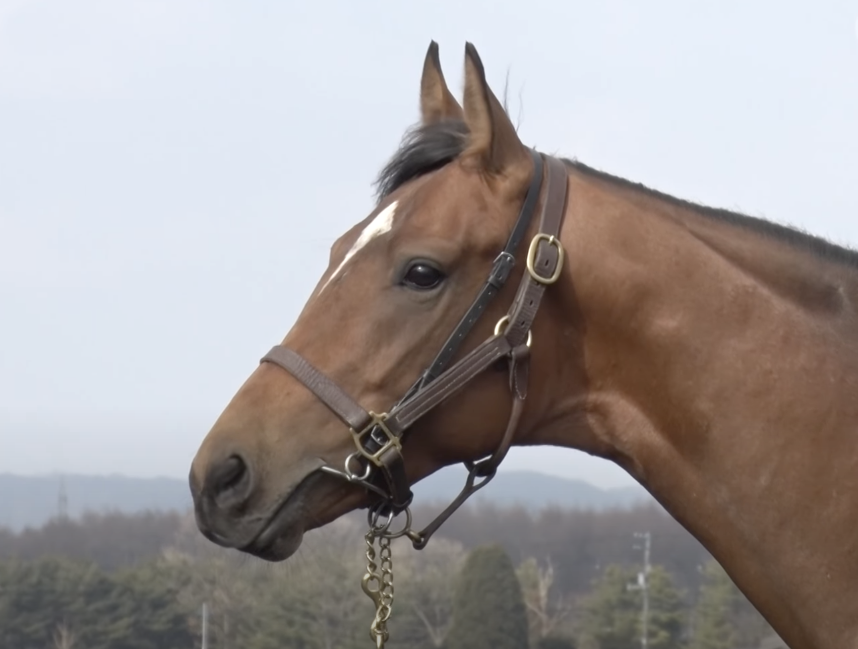 出資馬の選び方 とあるニートのウマ日記 出資馬の選び方 とあるニートのウマ日記