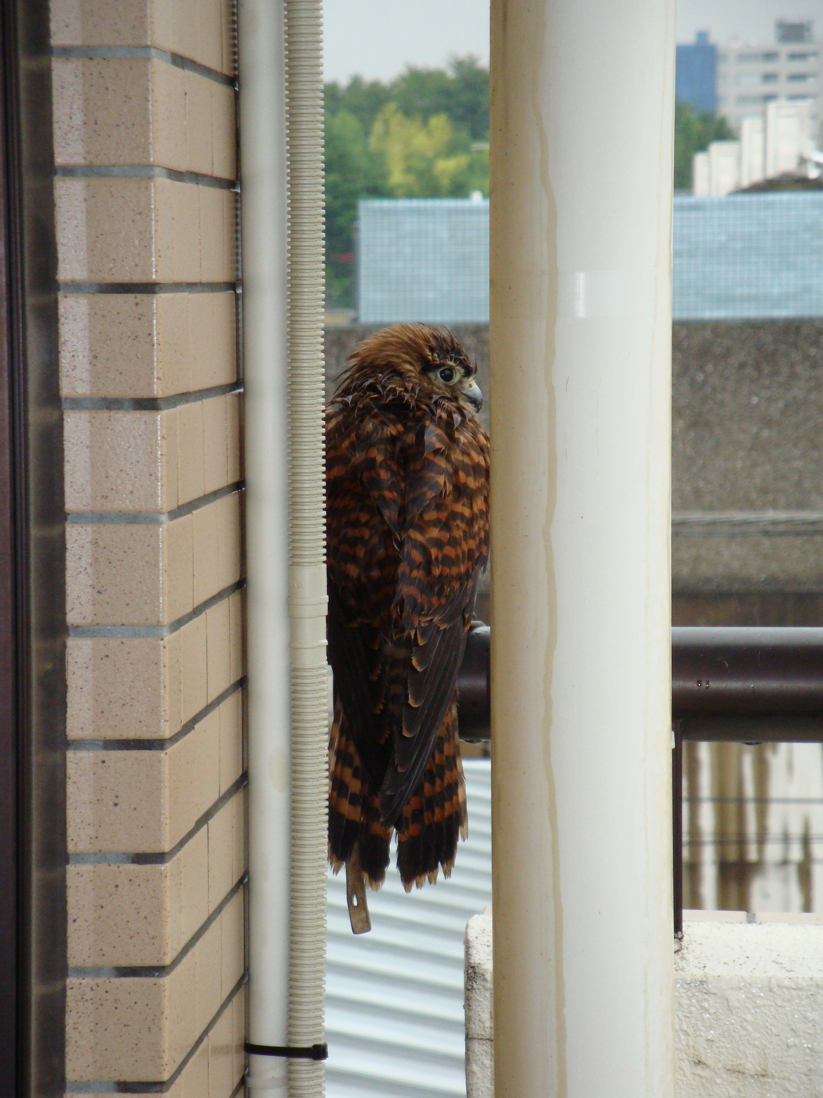 ベランダに猛禽類 トンビはタカを産まない Orz
