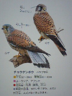 ベランダに猛禽類 トンビはタカを産まない Orz