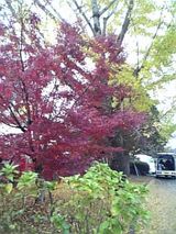 紅葉2