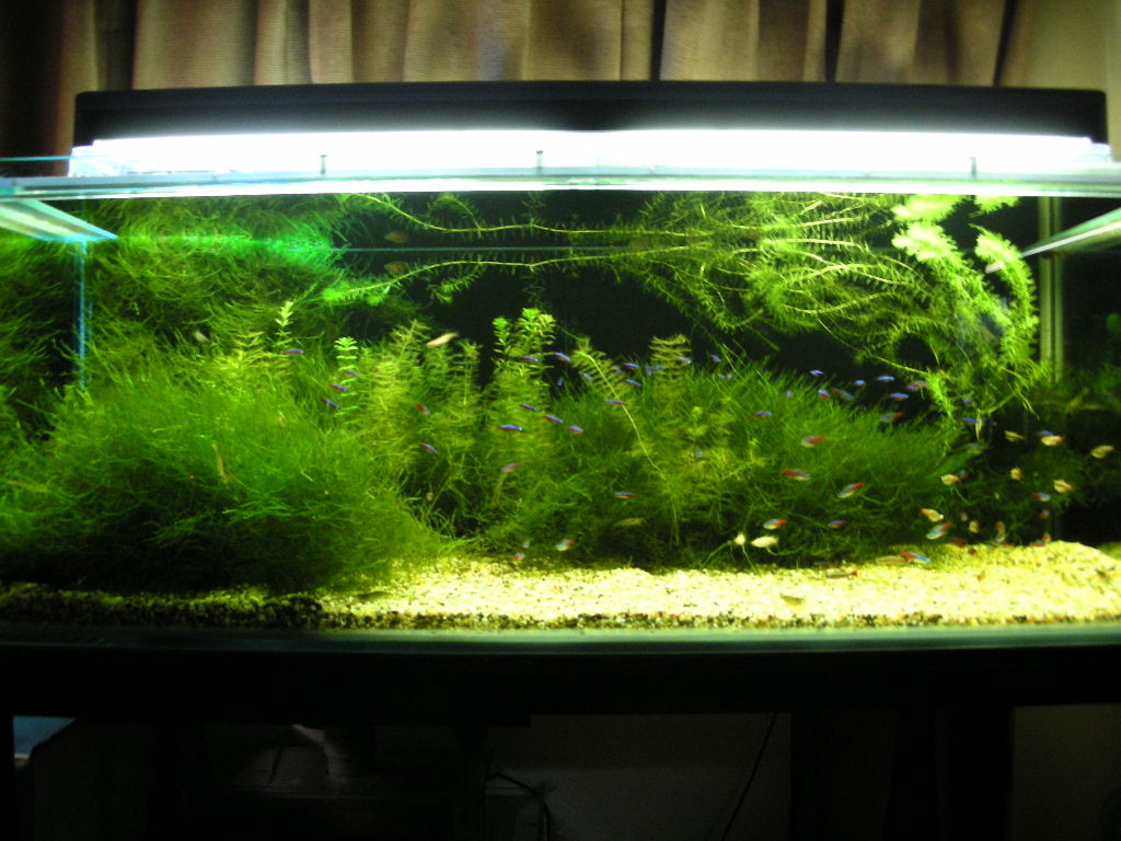 ベタ ときどきクラウンローチ 全般