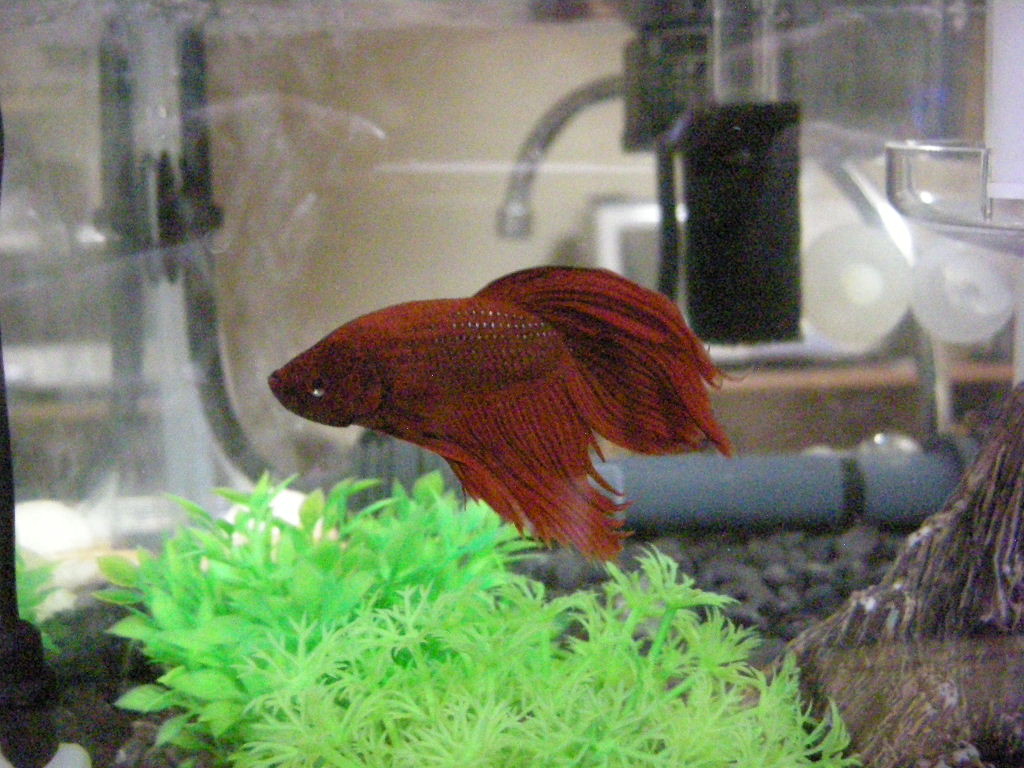 うちのベタっ子 ベタ ときどきクラウンローチ