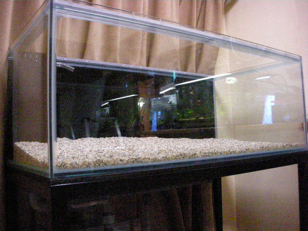 ベタ ときどきクラウンローチ オーバーフロー