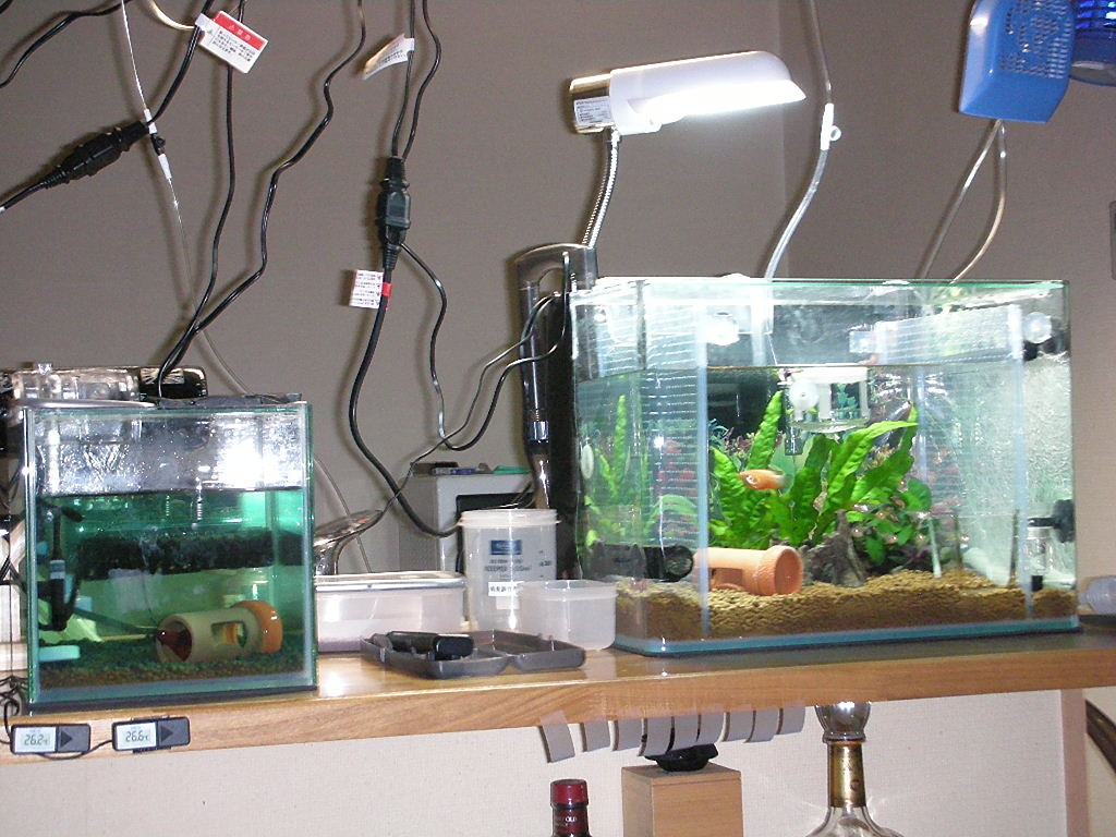 ベタ ときどきクラウンローチ