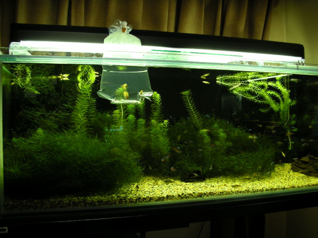 ベタ ときどきクラウンローチ