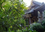 寺とビワ