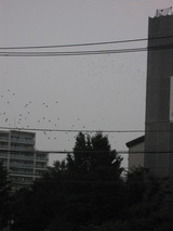 0822matsubaramaturi4