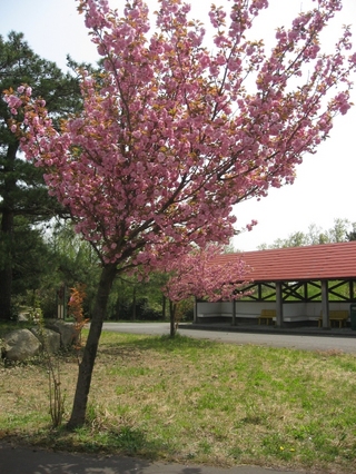 0505niigata24