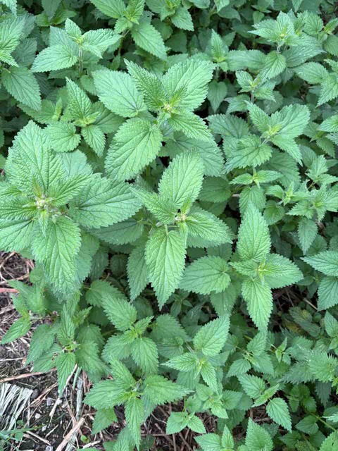 34D29F4C-067A-46A7-9A48-8ED660CE7DB4