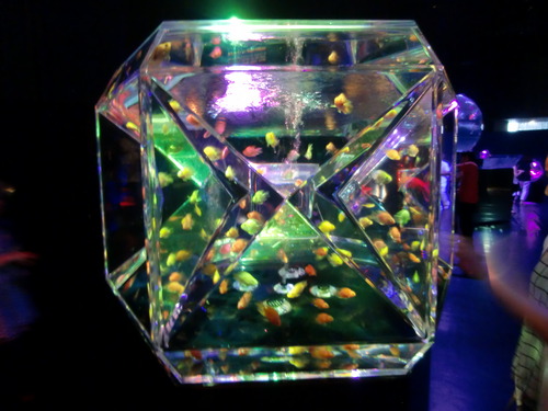 金魚6