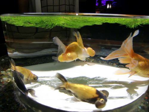 金魚5