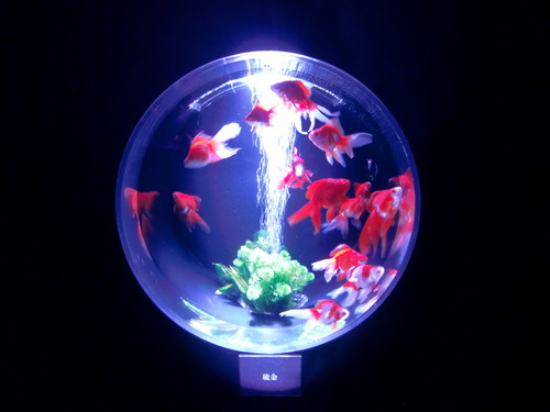 金魚1