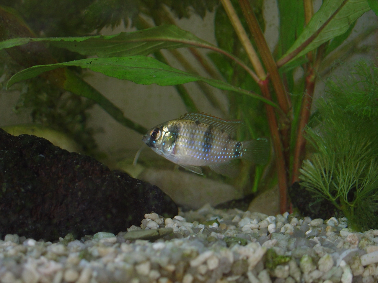 おっさんの日記 トーマシーの子育て １