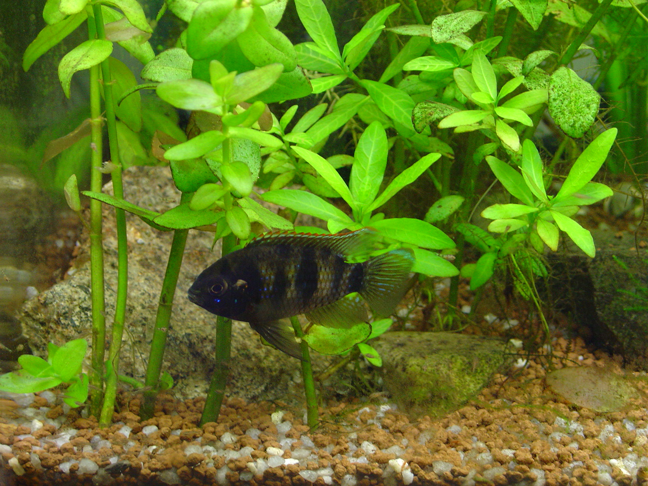 おっさんの日記 トーマシーの子育て １