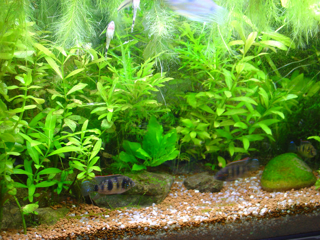 おっさんの日記 トーマシーの子育て １