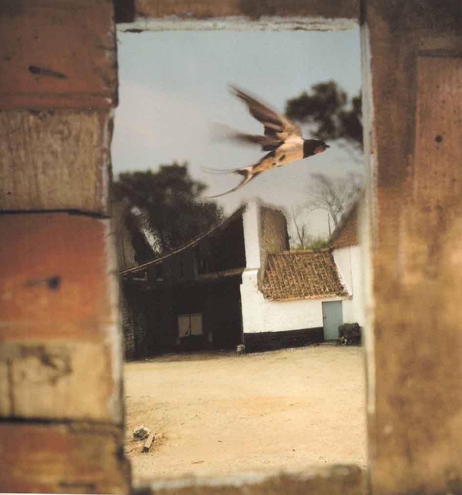 JEAN LUC MYLAYNE ジャン=リュック・ミレーヌ : 写真の鉛筆 THE
