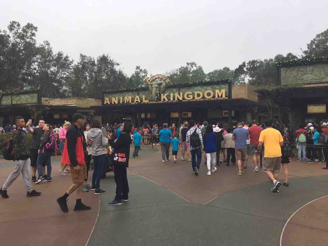 夢の国へ さぁ行くぞ アニマルキングダム Nyおたまじゃくしを育てるの巻 子育ての記録