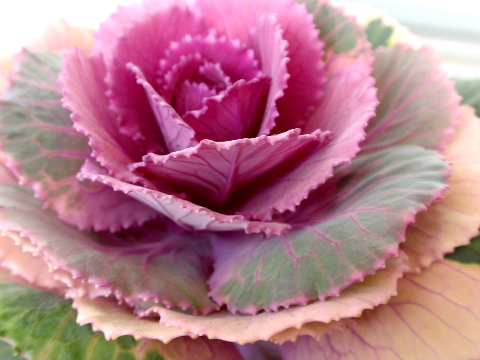 もうひとつの楽しみ方 目指せ毎日一万歩