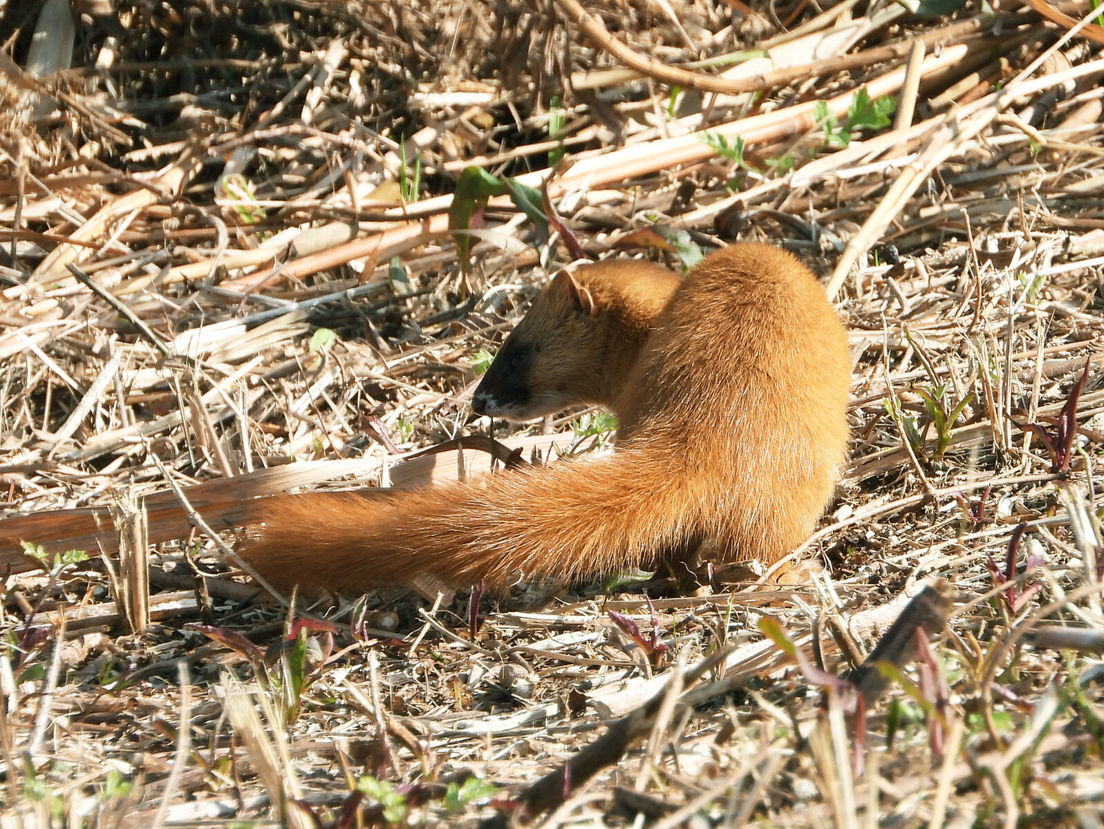 泳ぐイタチ 目指せ毎日一万歩