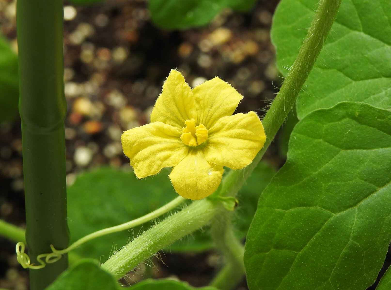 ひょっとして 出来るかも 目指せ毎日一万歩