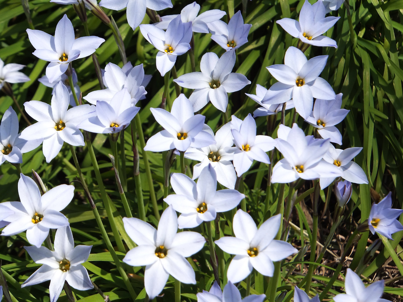 星型の花 ハナニラ 目指せ毎日一万歩