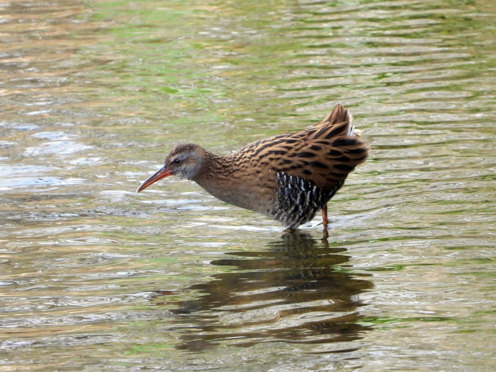 じじばば歩けば鳥に出会う 目指せ毎日一万歩