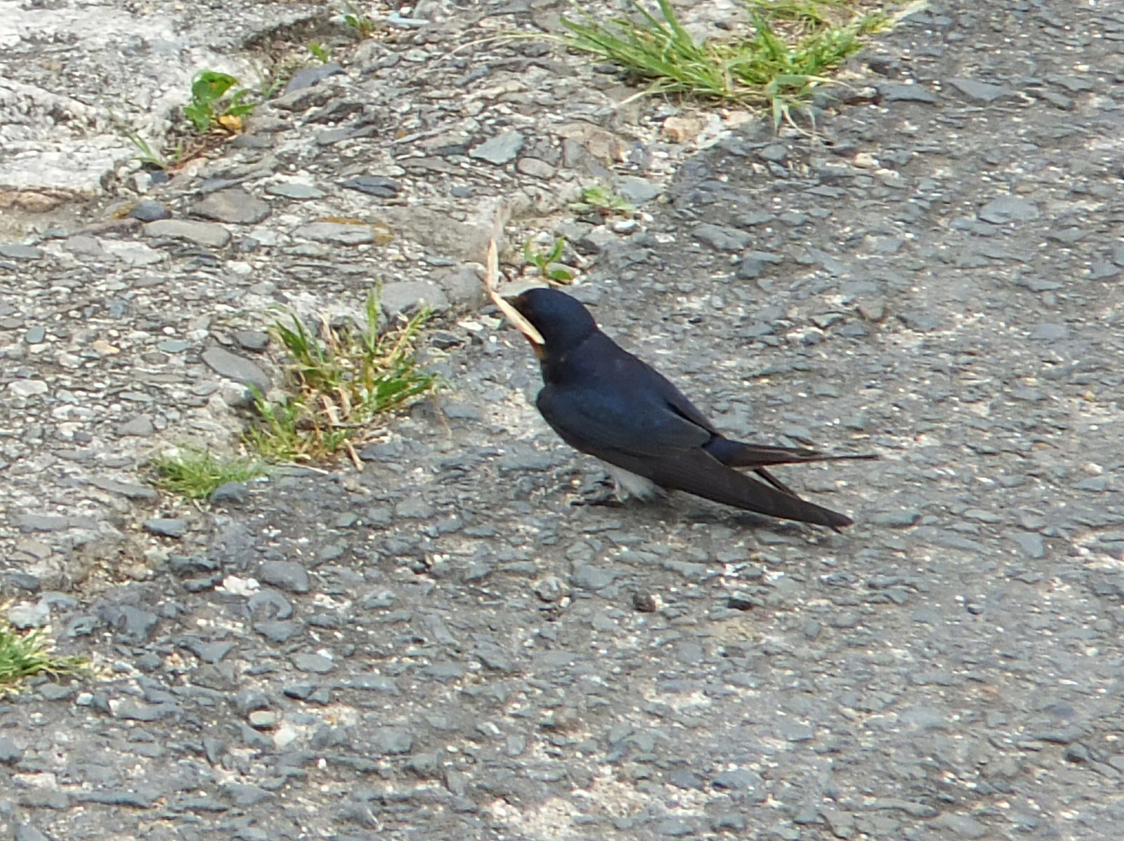 白いツバメ 目指せ毎日一万歩