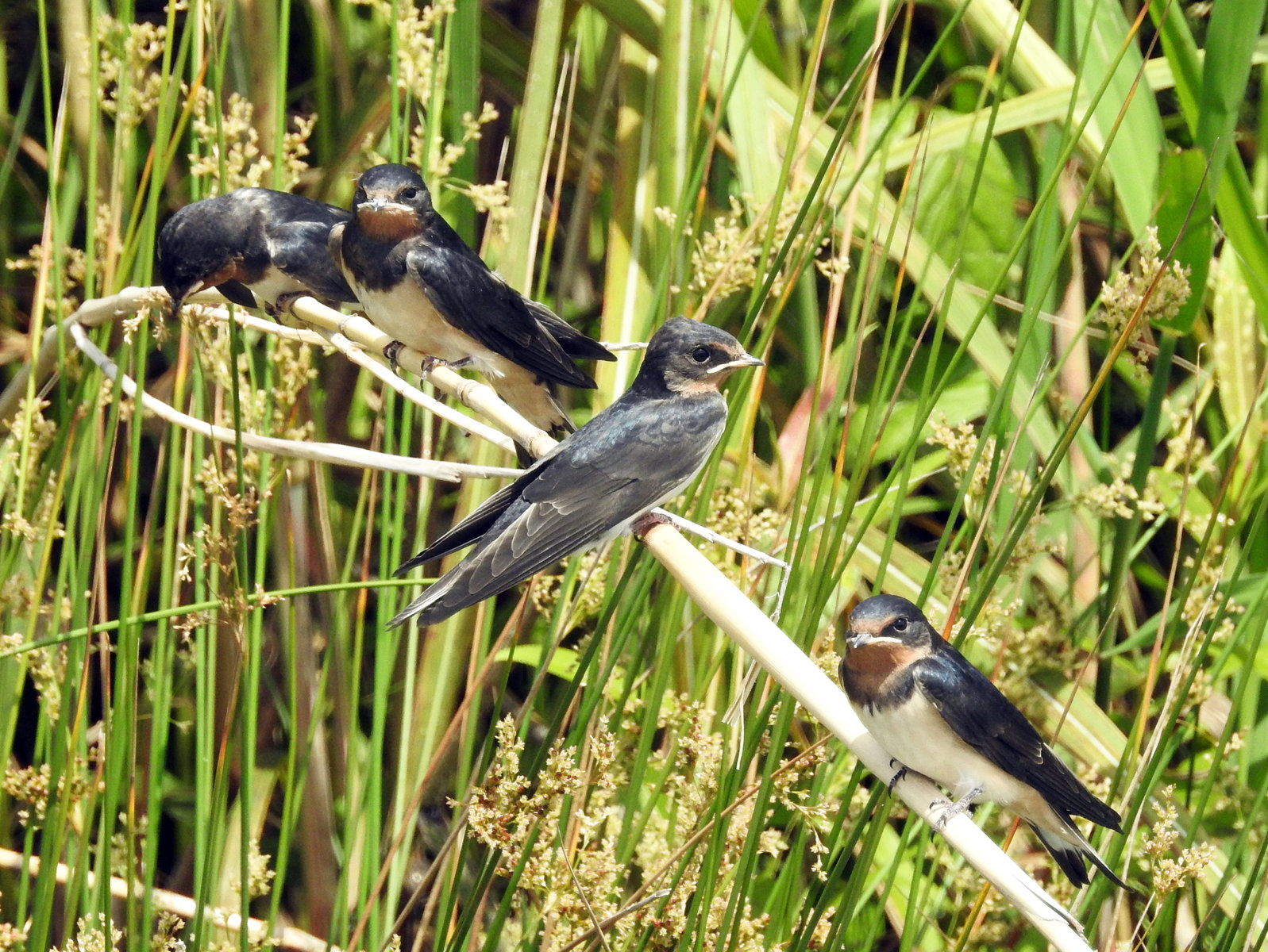 可愛いツバメの雛たち 目指せ毎日一万歩 可愛いツバメの雛たち 目指せ毎日一万歩