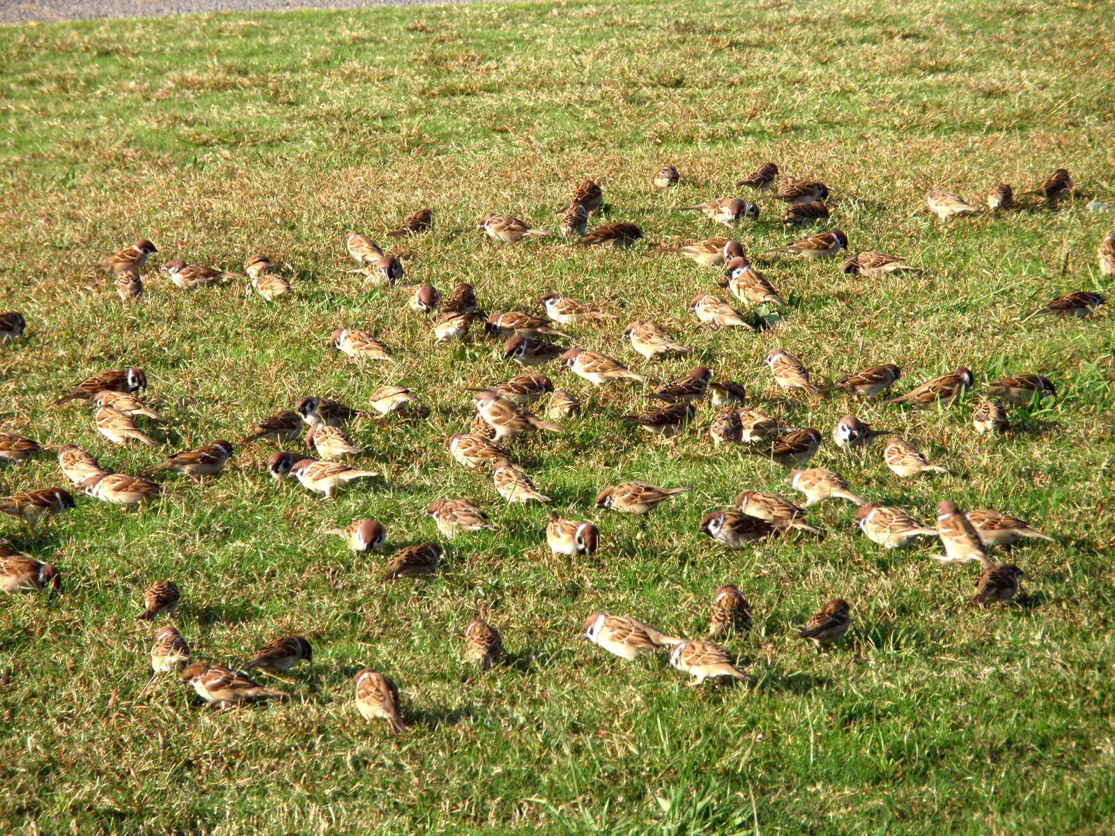 スズメの集団会議 目指せ毎日一万歩