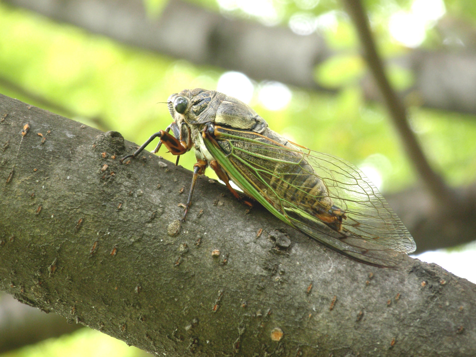 自然の摂理に逆らえない 目指せ毎日一万歩