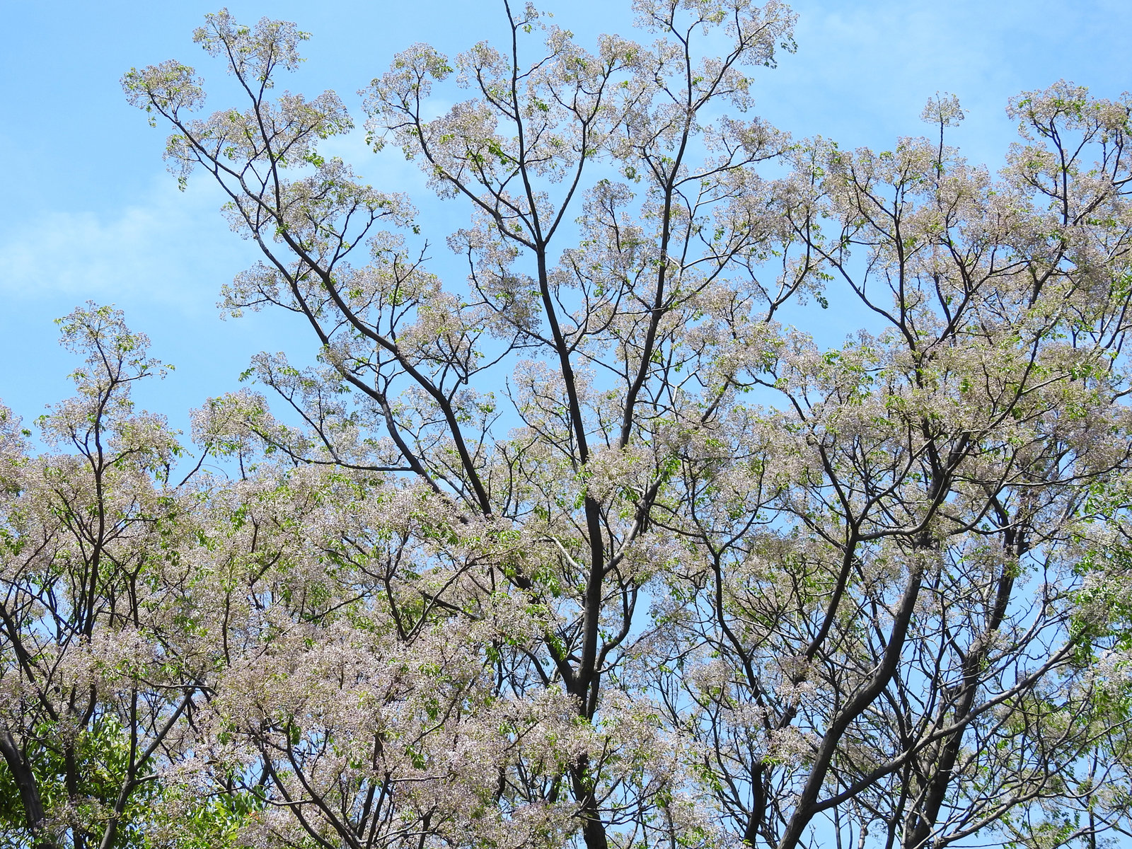 センダンの花が満開 目指せ毎日一万歩