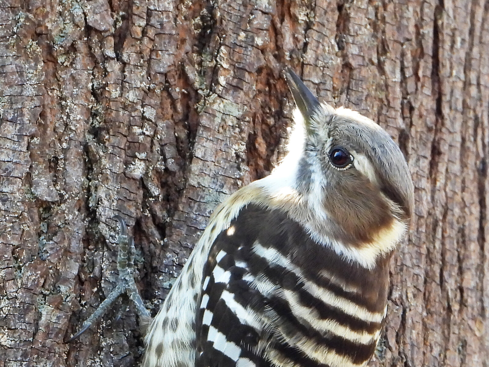 小っちゃなキツツキ コゲラ 目指せ毎日一万歩