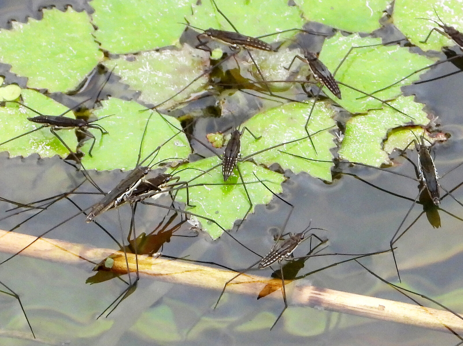 忍者 アメンボウ 目指せ毎日一万歩
