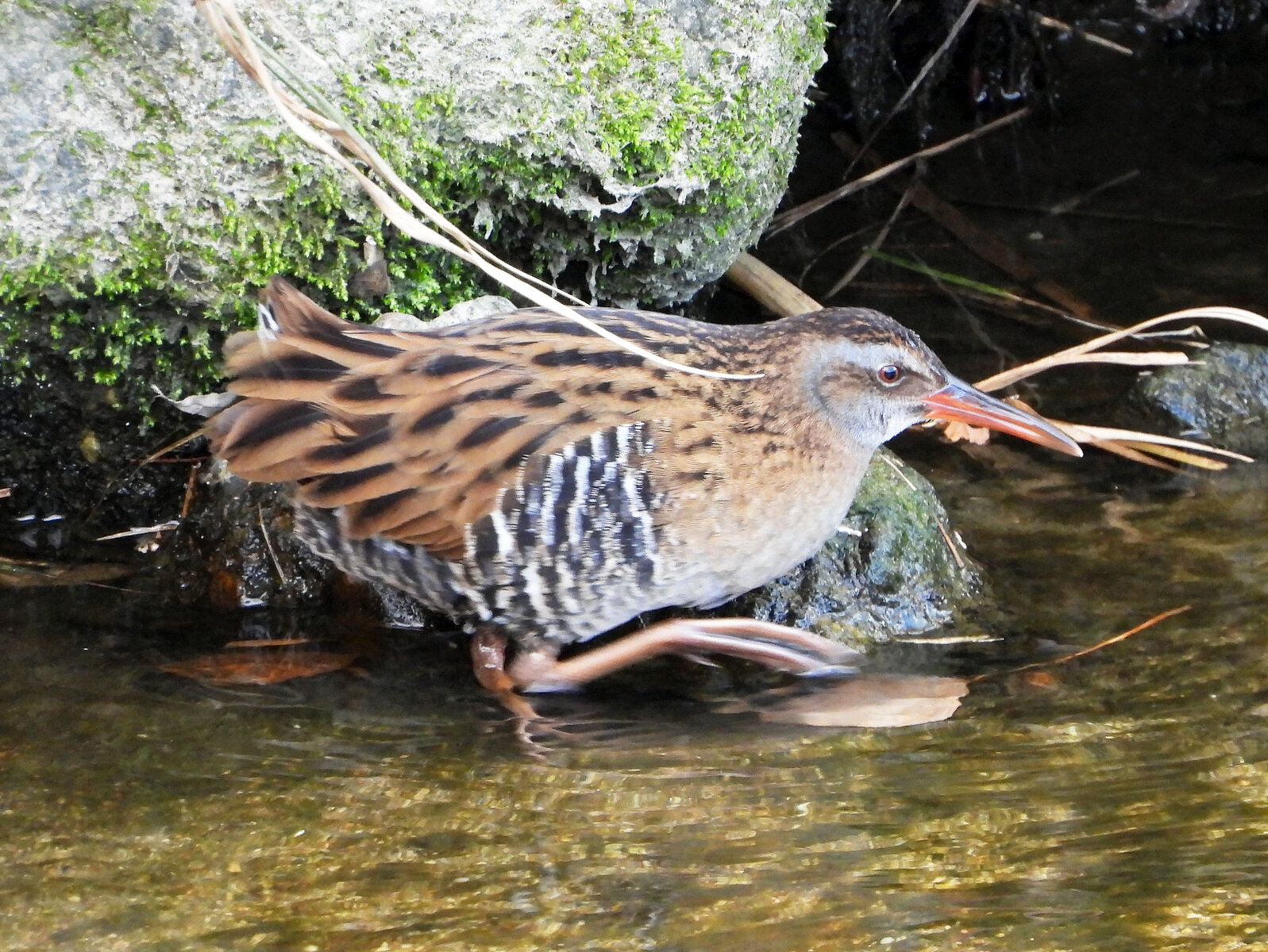 じじばば歩けば鳥に出会う 目指せ毎日一万歩