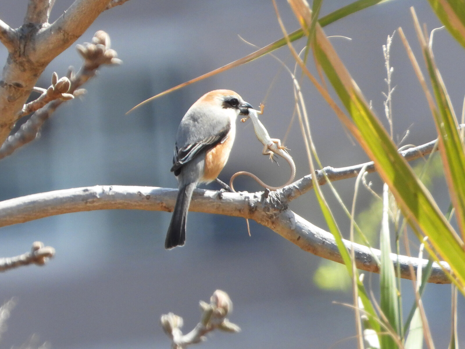 モズの早贄 はやにえ 繁殖期でああ忙し 目指せ毎日一万歩